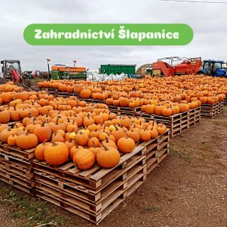 https://www.instagram.com/rodinna_farma_slapanice_?igsh=MTZwczZubHF3eWlnNg==
